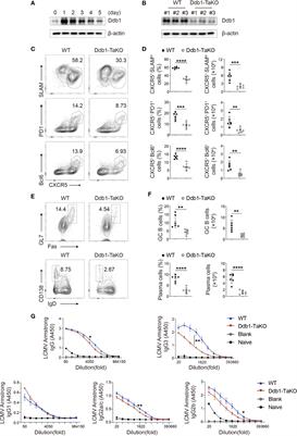 Ddb1 Is Essential for the Expansion of CD4+ Helper T Cells by Regulating Cell Cycle Progression and Cell Death